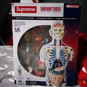 Supreme® 4D human torso anatomy model